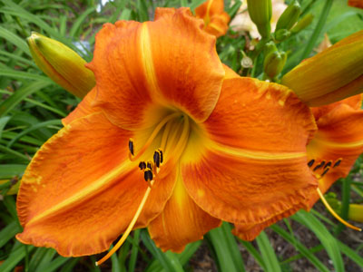 TUSCAWILLA TIGRESS